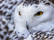 Vogelpark Walsrode