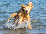 M5-Hunde